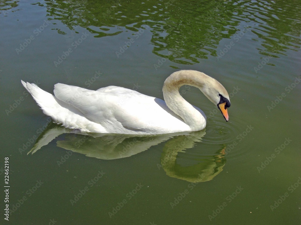 Fototapeta premium Cygne