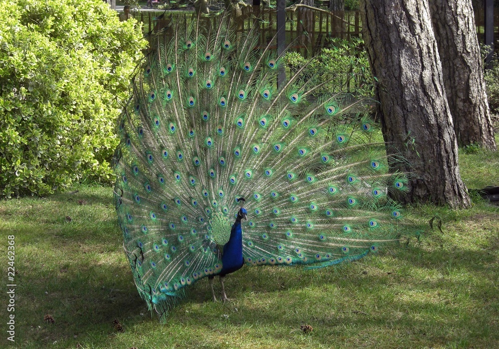 Obraz premium Paon parc floral de Vincennes