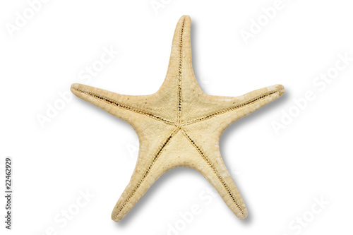 starfish back