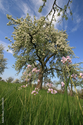 Apfelblüte im Frühling photo