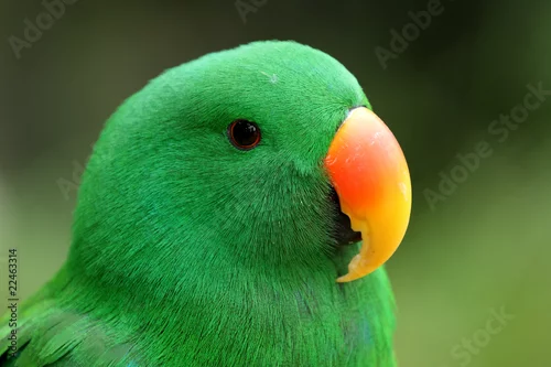 Fototapeta grand eclectus male, eclectus roratus