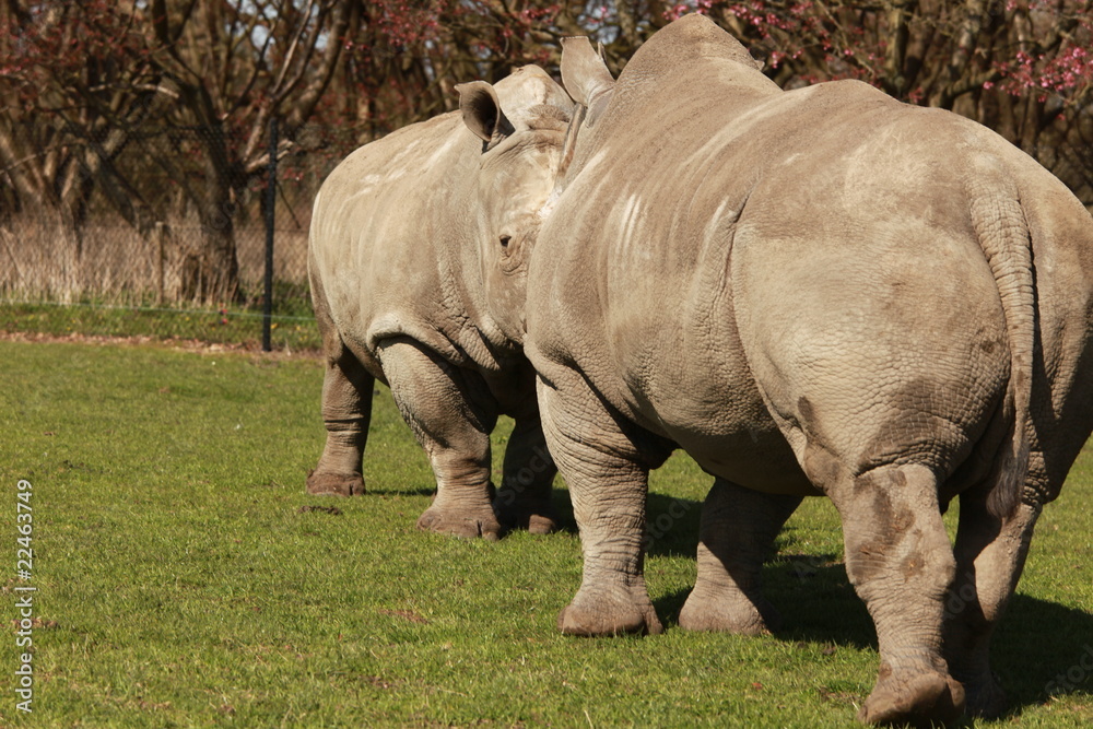 Fototapeta premium Nashorn