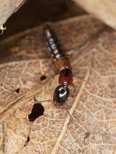 Rove beetle sitting on a leaf. Extreme close-up. photo