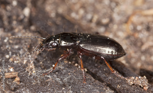 Ground beetle. Macro photo.