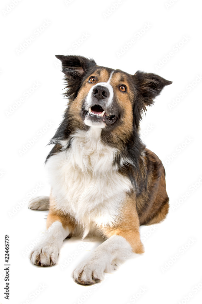 front view of a border collie dog resting