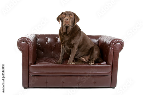 chocolate labrador retriever dog resting on a armachair photo