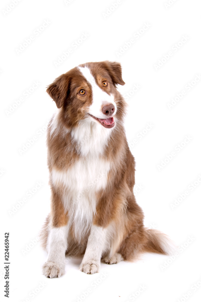 border collie dog looking happy