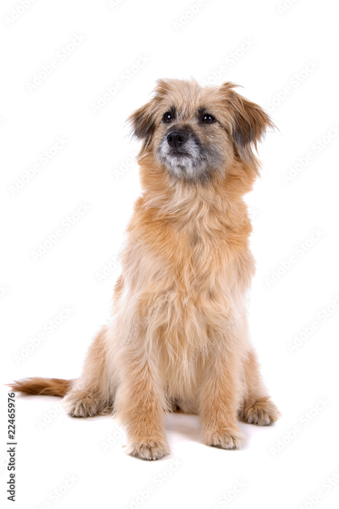 front view of a Pyrenean Shepherd(Pyrenees sheepdog)