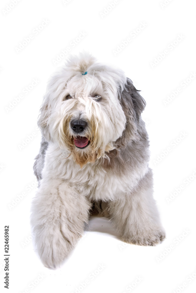 front view of an old English Sheepdog (bobtail)