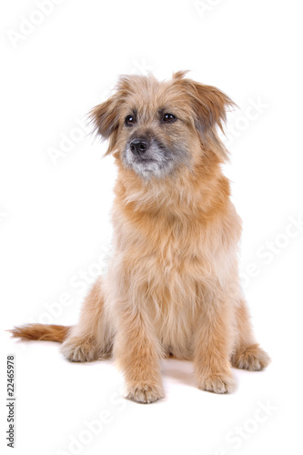 front view of a Pyrenean Shepherd(Pyrenees sheepdog)