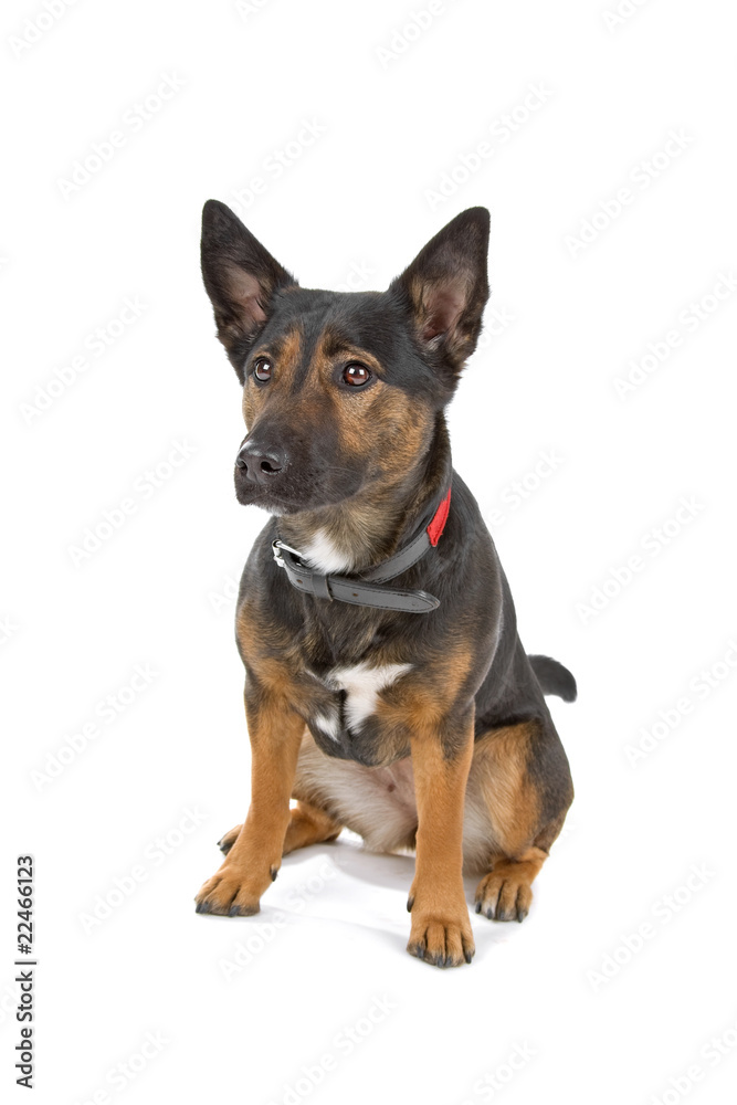 mixed breed ,shortleg shepherd dog loking forward