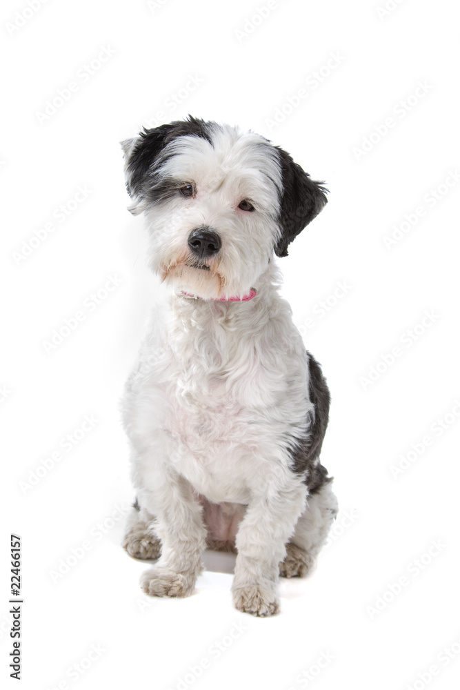 mixed breed dog (half Tibetan Terrier)on a white background