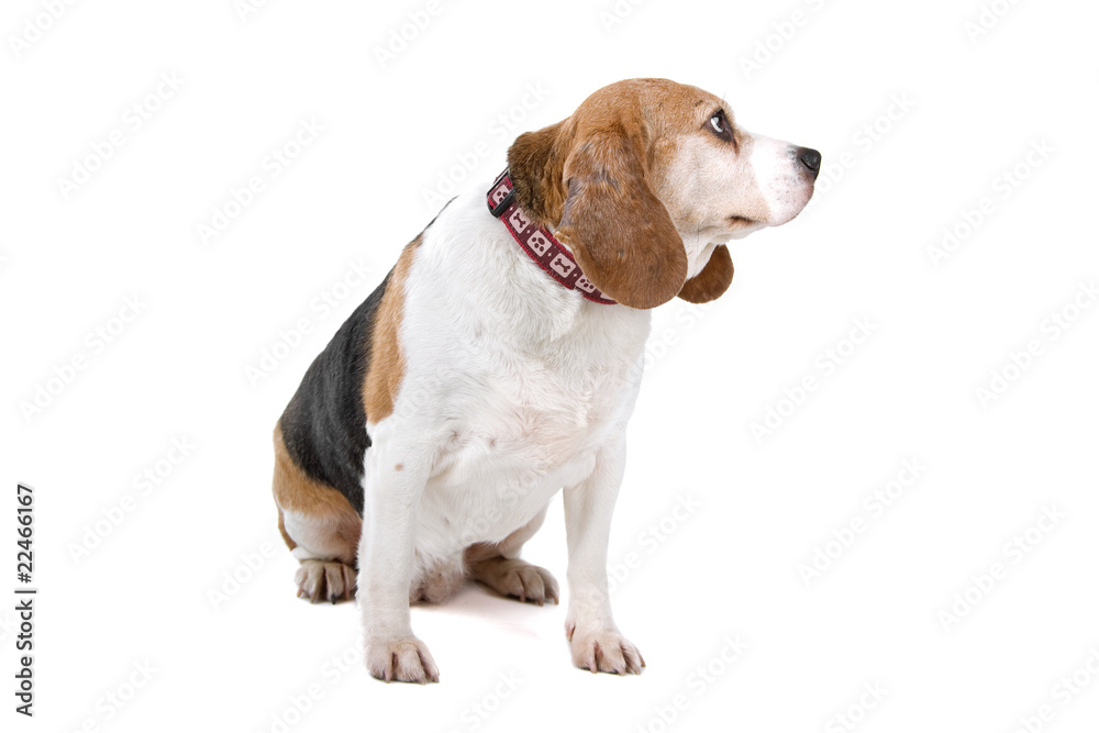 old Beagle dog isolated on a white background