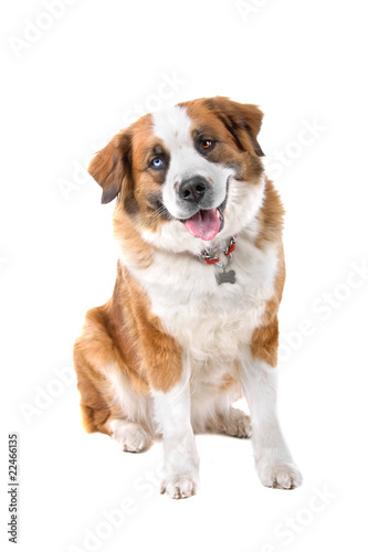 mixed breed st. bernard dog isolated on a wite background