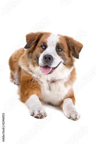 front view of a mixed breed ,St. Bernard dog