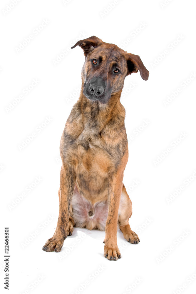 Belgian Malinois Rhodesian Ridgeback Mix