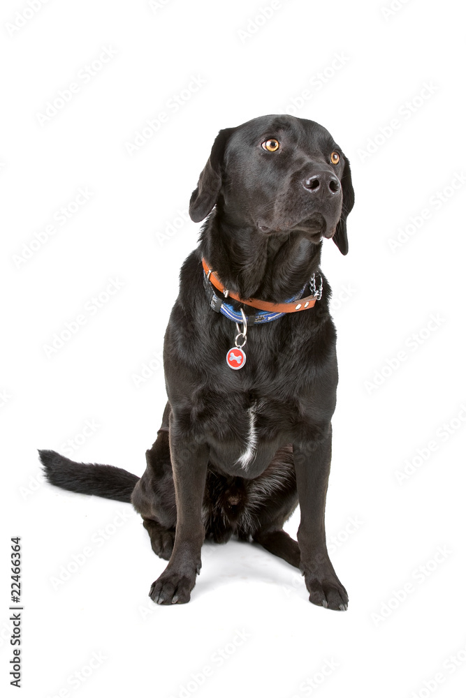 black labrador retriever isolated on a white background