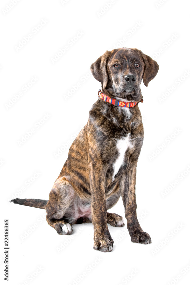 mixed breed (bernese mountain dog/Labrador)