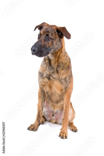 mixed breed dog  Dutch shepherd Belgian shepherd 
