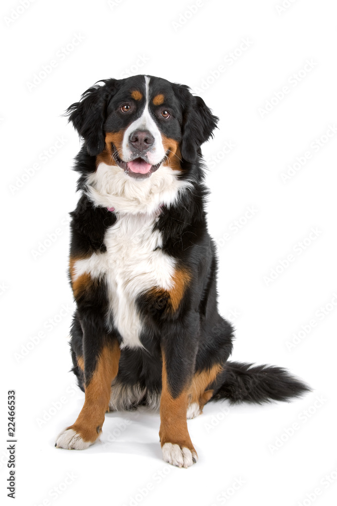 bernese mountain dog (berner sennenhund, bernois) bernese mountain dog (berner sennenhund, bernois)