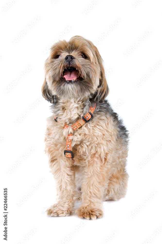 front view of a mixed breed dog in a sitting position front view of a mixed breed dog in a sitting position