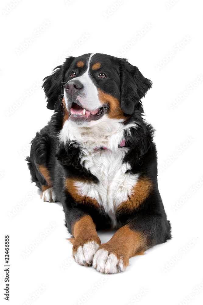 bernese mountain (berner sennenhund, bernois) bernese mountain (berner sennenhund, bernois)
