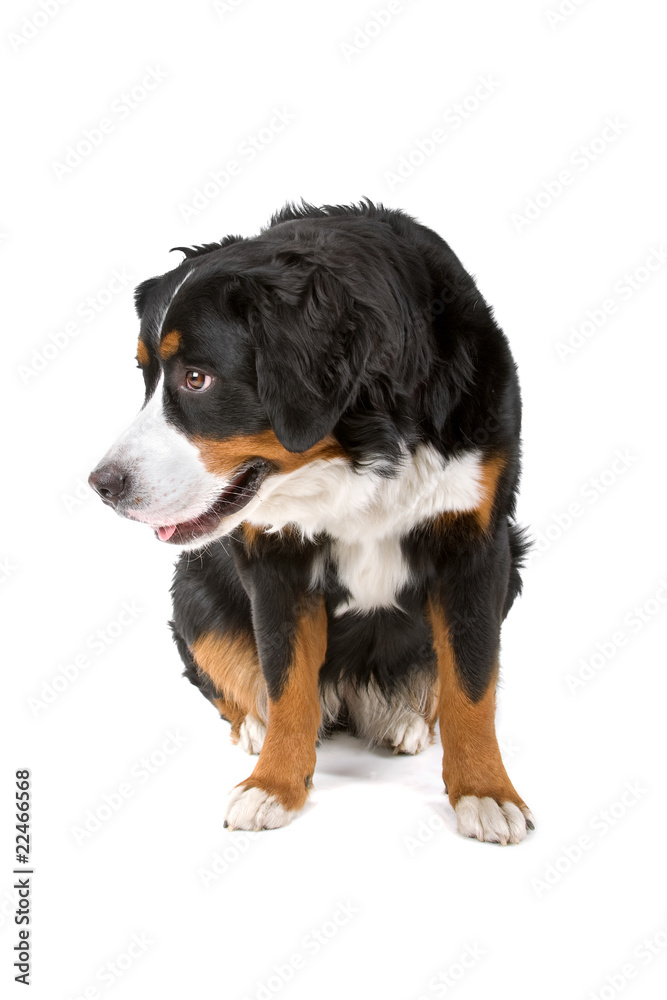 Bernese Mountain Dog(Berner Sennenhund, Berner, Bernese)