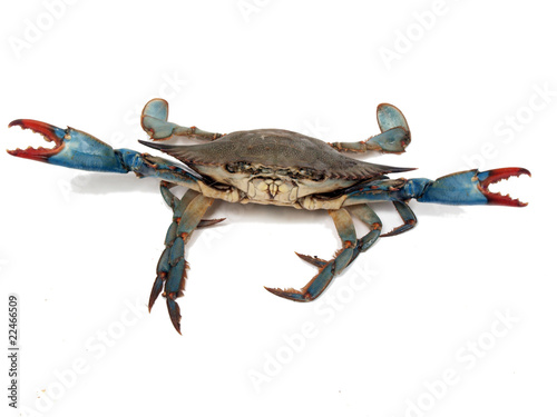blue crabs in fight pose 2