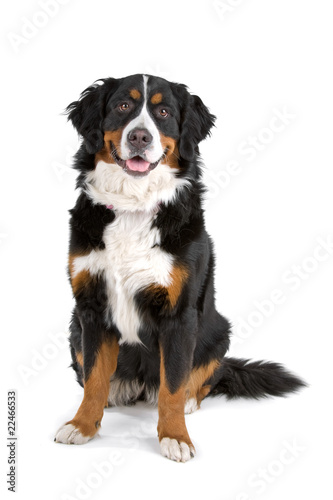 bernese mountain dog (berner sennenhund, bernois)