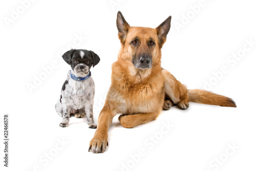 front view of german shepherd and shih tzu dog