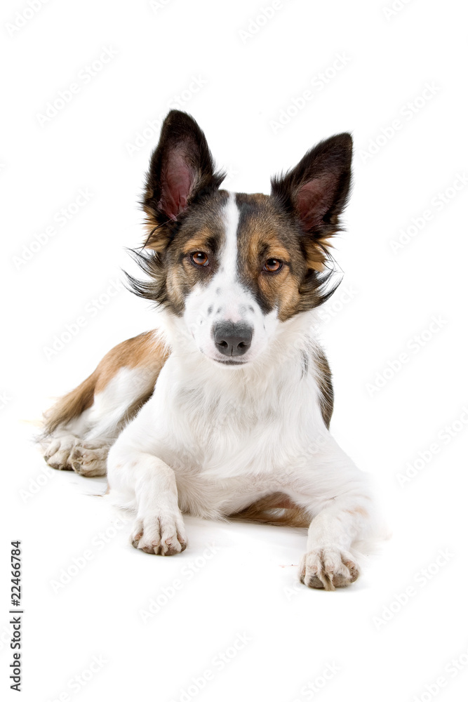 mixed breed dog (half border collie) isolated on white mixed breed dog (half border collie) isolated on white