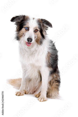 front view of a border collie dog isolated on a white background © Erik Lam