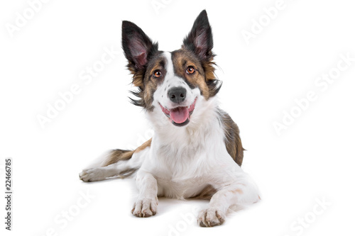 mixed breed dog (half border collie)