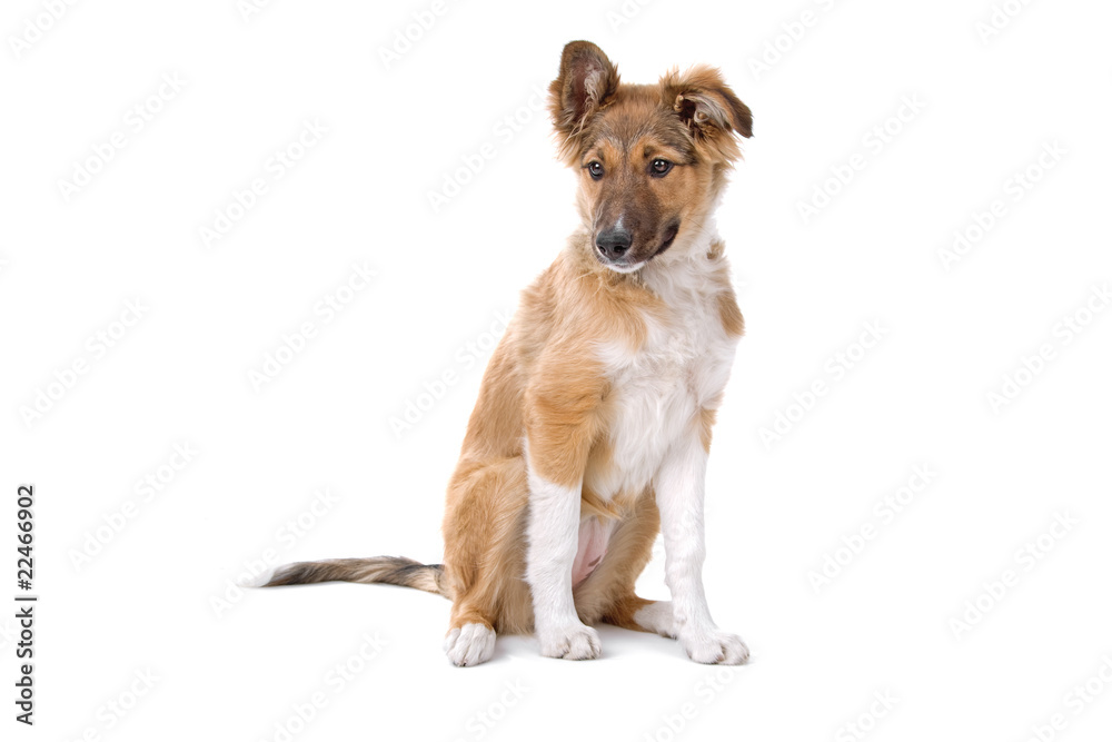 cute mixed breed puppy isolated on a white background