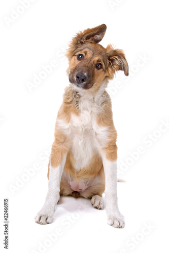 cute mixed breed puppy isolated on a white background