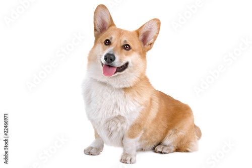 Photo front view of a Welsh Corgi Pembroke dog sticking out tongue