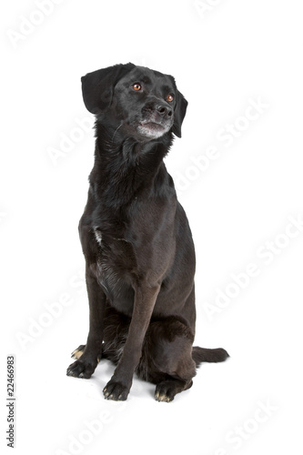 Fototapeta Naklejka Na Ścianę i Meble -  mixed breed dog sitting obedient