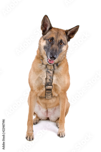 Belgian Shepherd Dog Malinois isolated on a white background