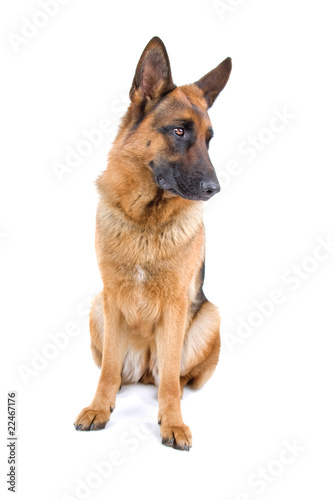 front view of a beautiful german shepherd dog