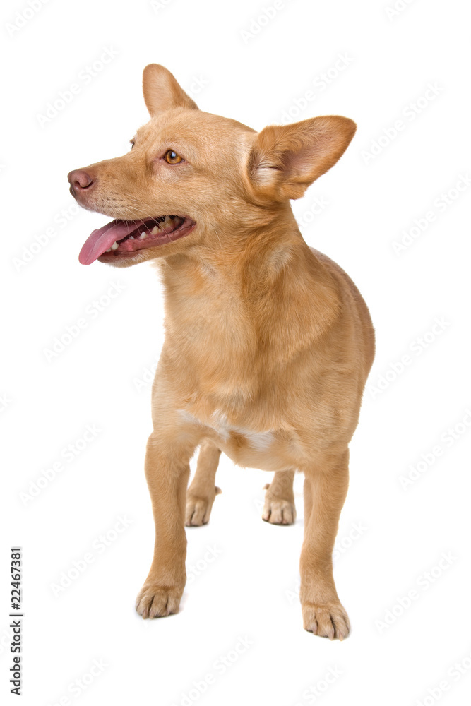 cute mixed breed dog lisolated on a white background