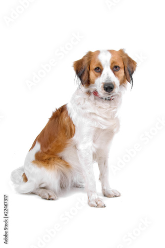 kooiker dog-kooikerhondje isolated on a white background
