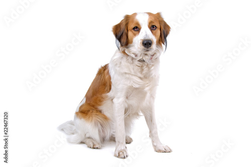 kooiker dog-kooikerhondje isolated on a white background