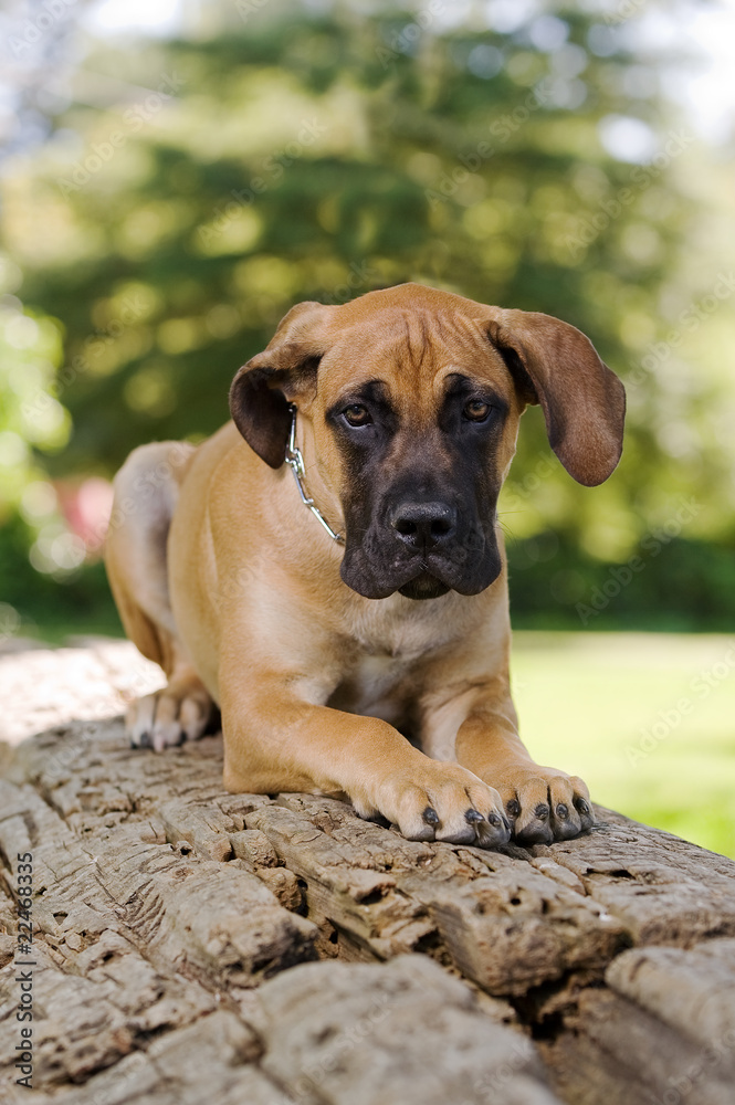 Boerboel puppy