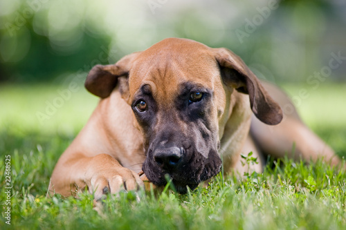 Strong boerboel