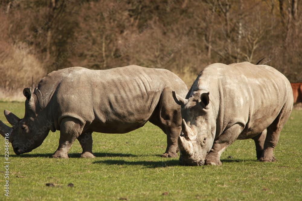 Obraz premium Nashorn