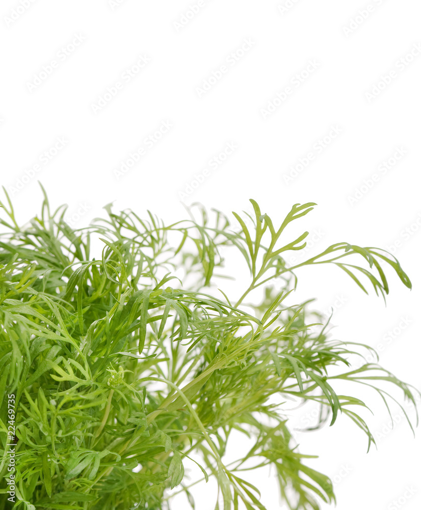 fresh dill. fresh dill.