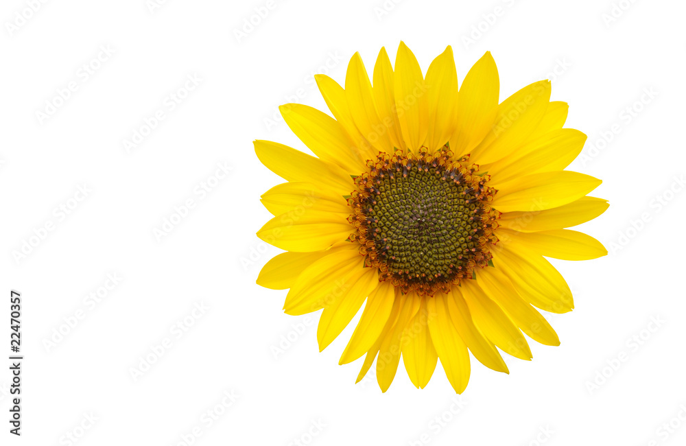 A sun flower isolated on white A sun flower isolated on white