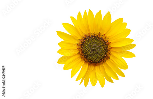 A sun flower isolated on white