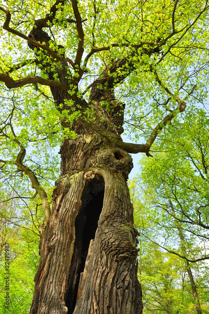 Naklejka premium Baumriese