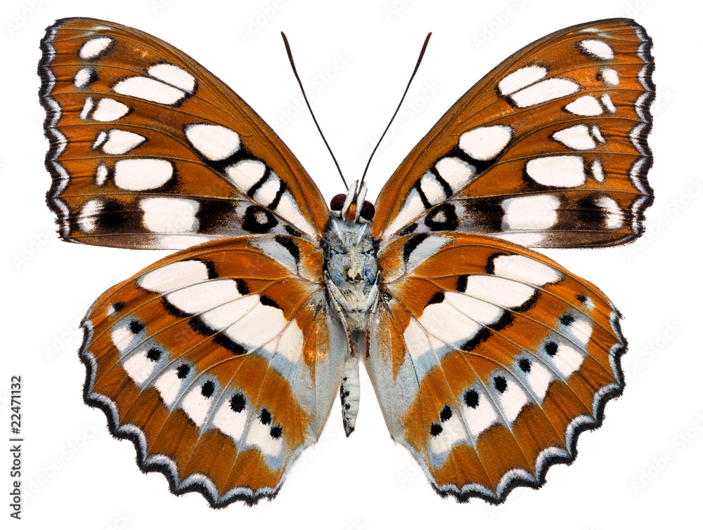 Fototapeta premium butterfly isolated